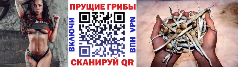 Псилоцибиновые грибы Psilocybine cubensis  Купить где  Кизел 