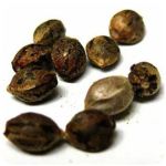 Семена марихуаны АК-47  (Seeds AK-47) в Кизеле